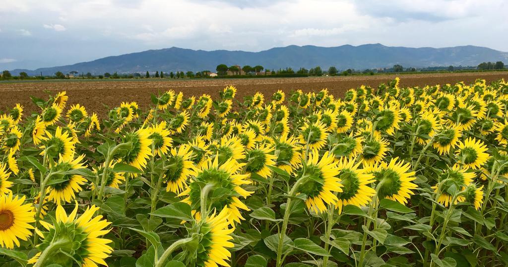 Agriturismo La Colmata Βίλα Cesa  Εξωτερικό φωτογραφία